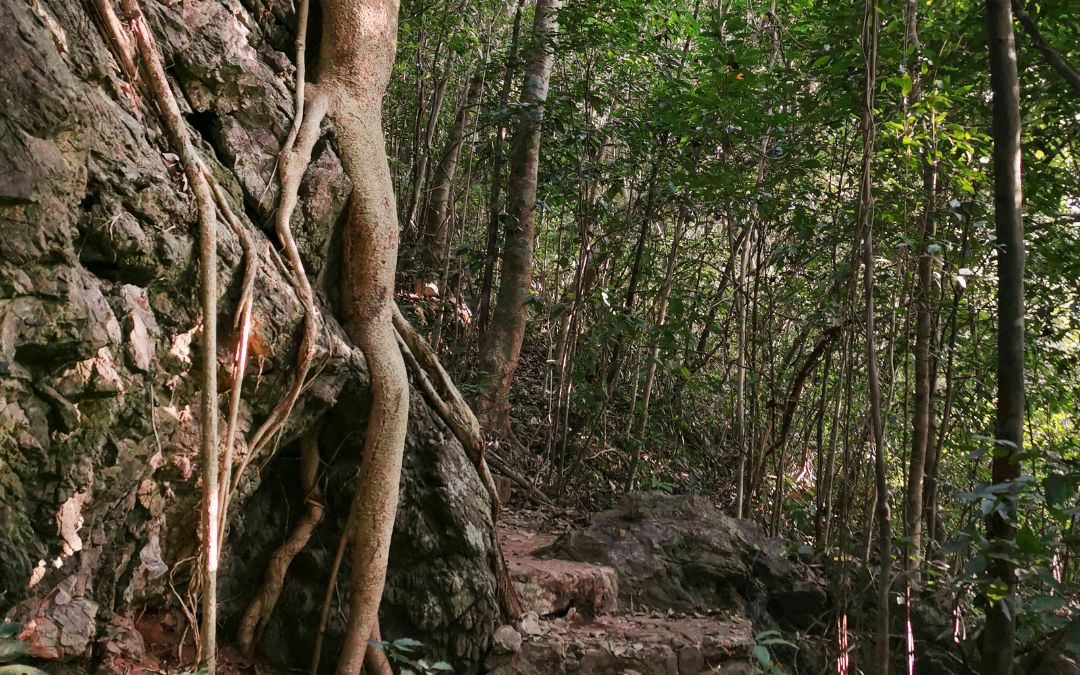 north-vietnam-trekking-3