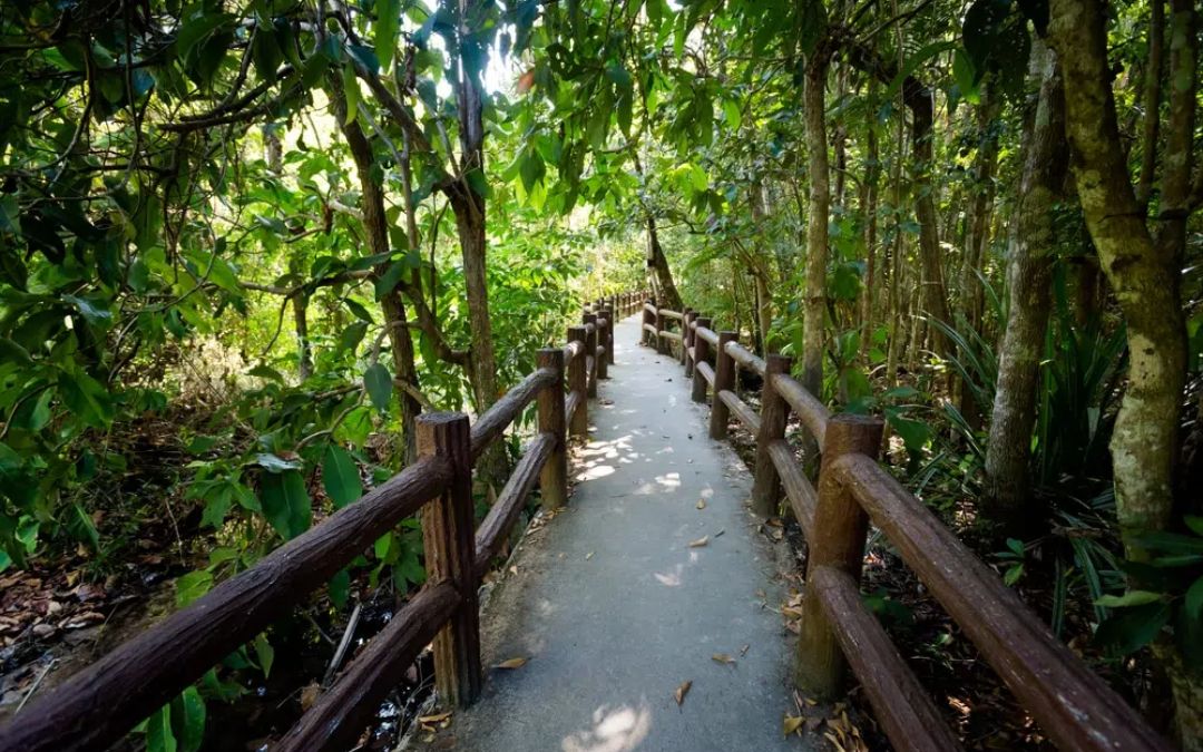 phuket-vs-krabi-15-Thung-Teao-Forest-Natural-Park